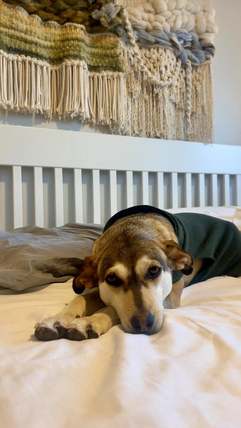 Enlarge CRYSTAL, a ADOPTABLE Mixed Breed in North York, ON image 5/6