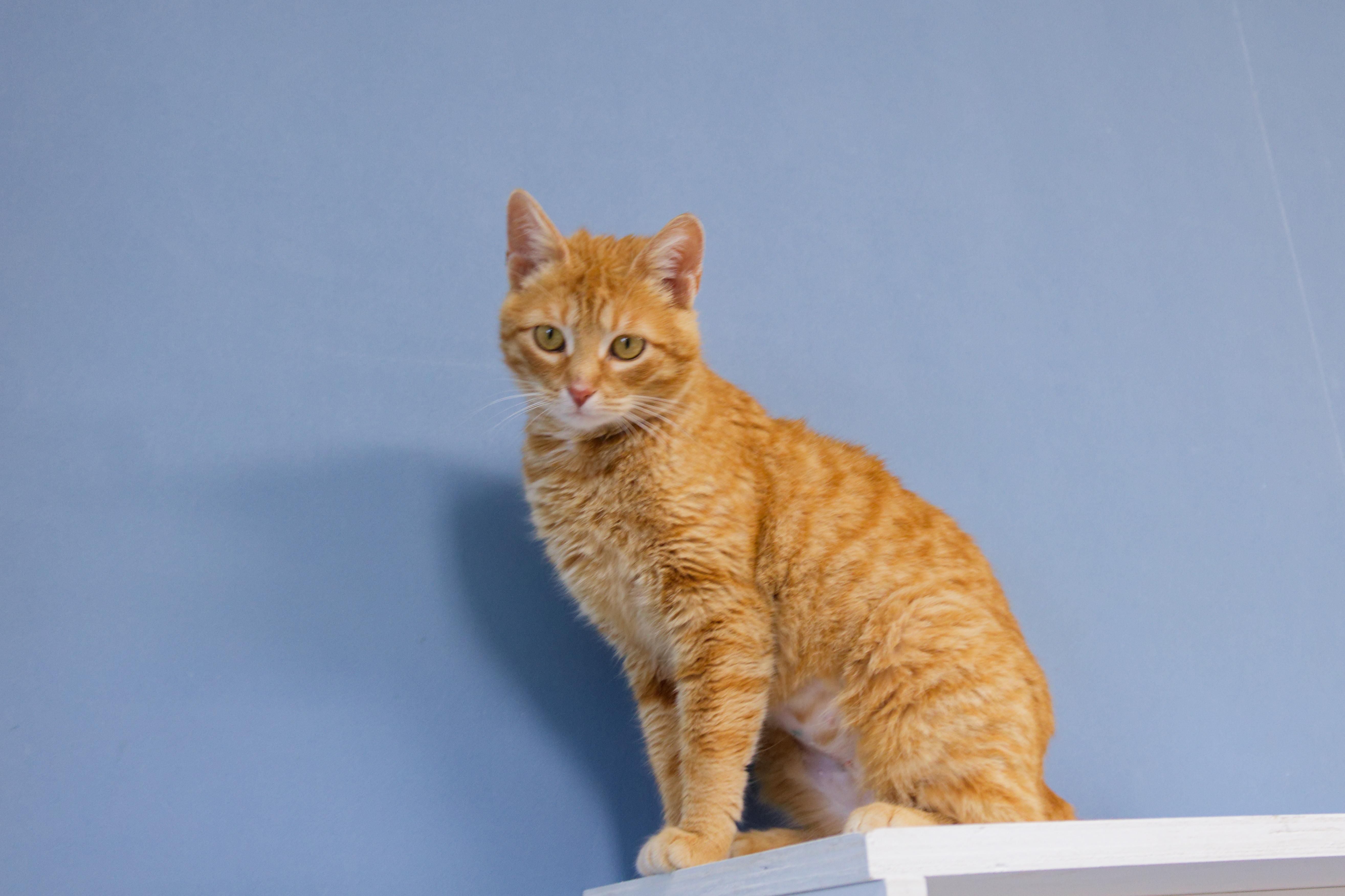 Enlarge Persuasian, a ADOPTABLE Domestic Short Hair in Urbana, OH image 3/6