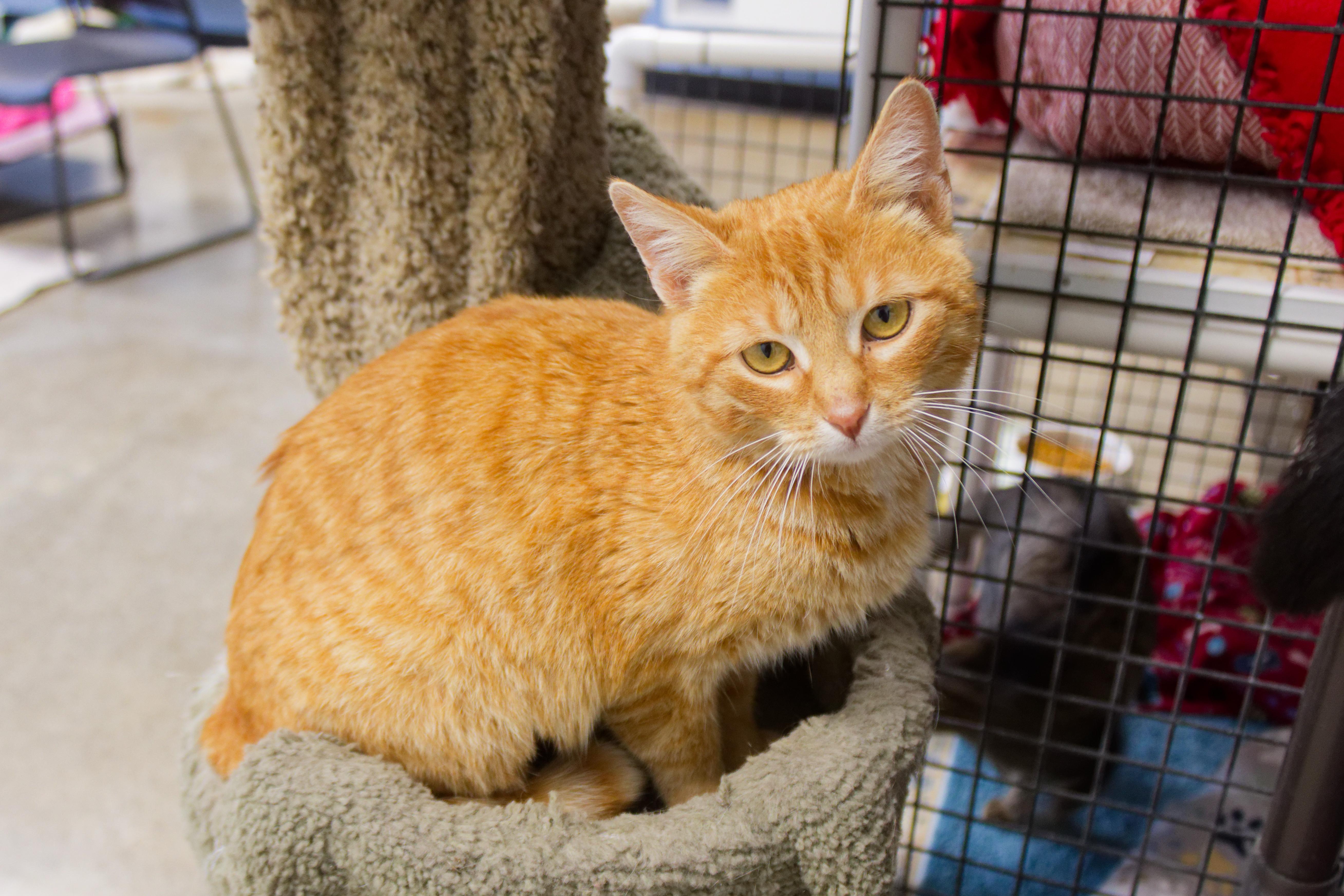 Enlarge Persuasian, a ADOPTABLE Domestic Short Hair in Urbana, OH image 6/6