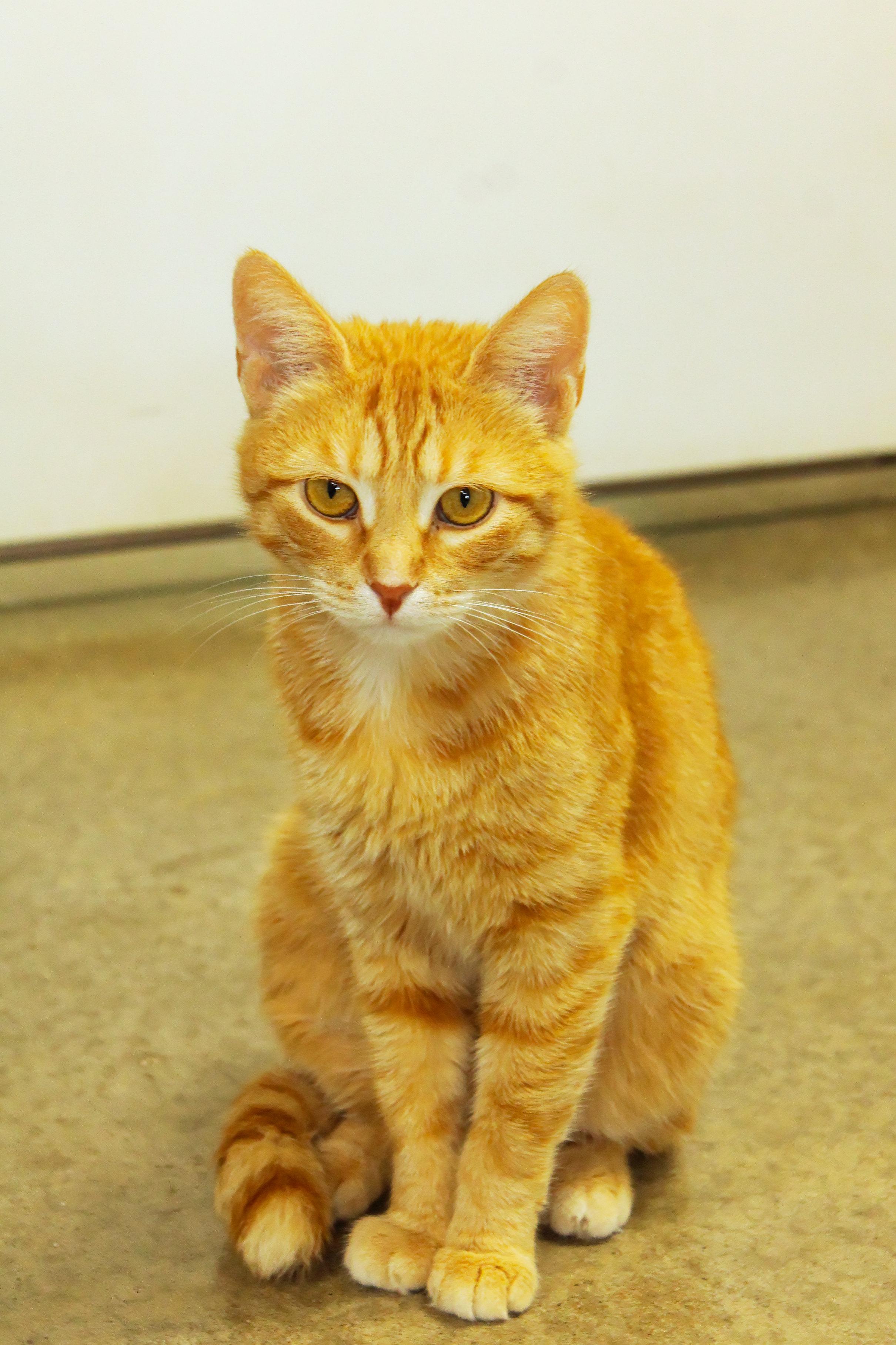 Enlarge Persuasian, a ADOPTABLE Domestic Short Hair in Urbana, OH image 1/6