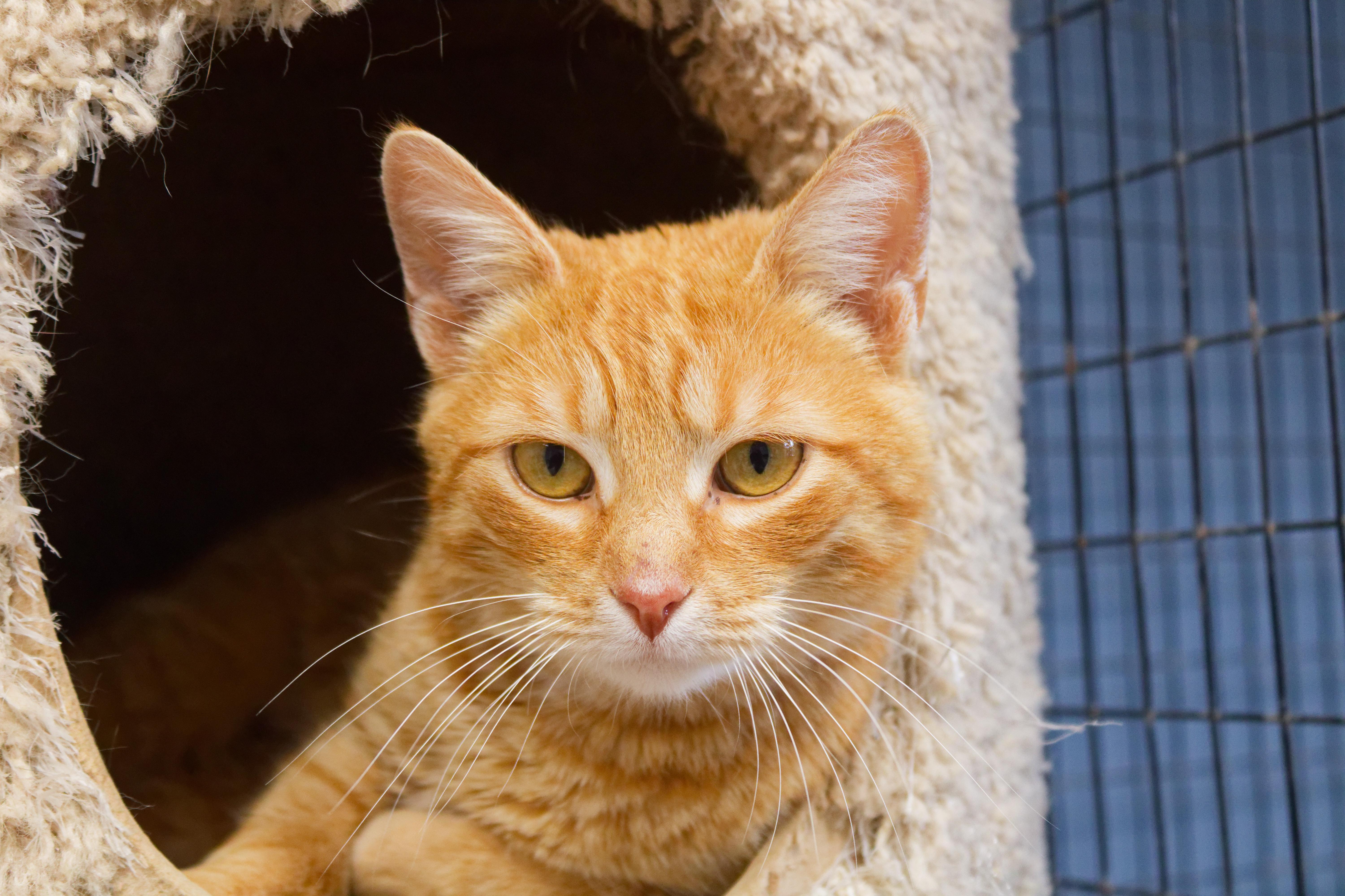 Enlarge Persuasian, a ADOPTABLE Domestic Short Hair in Urbana, OH image 4/6