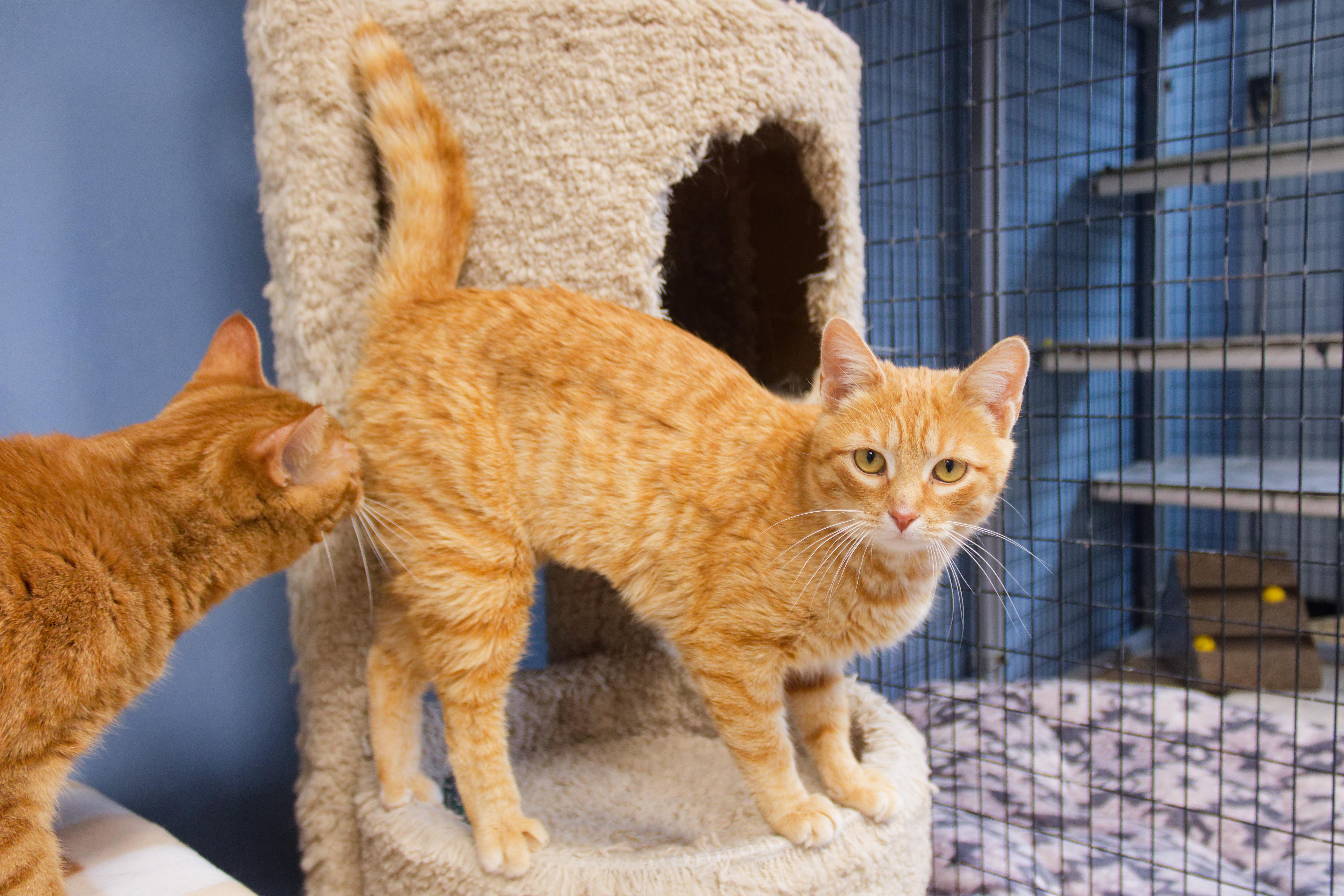 Enlarge Persuasian, a ADOPTABLE Domestic Short Hair in Urbana, OH image 5/6
