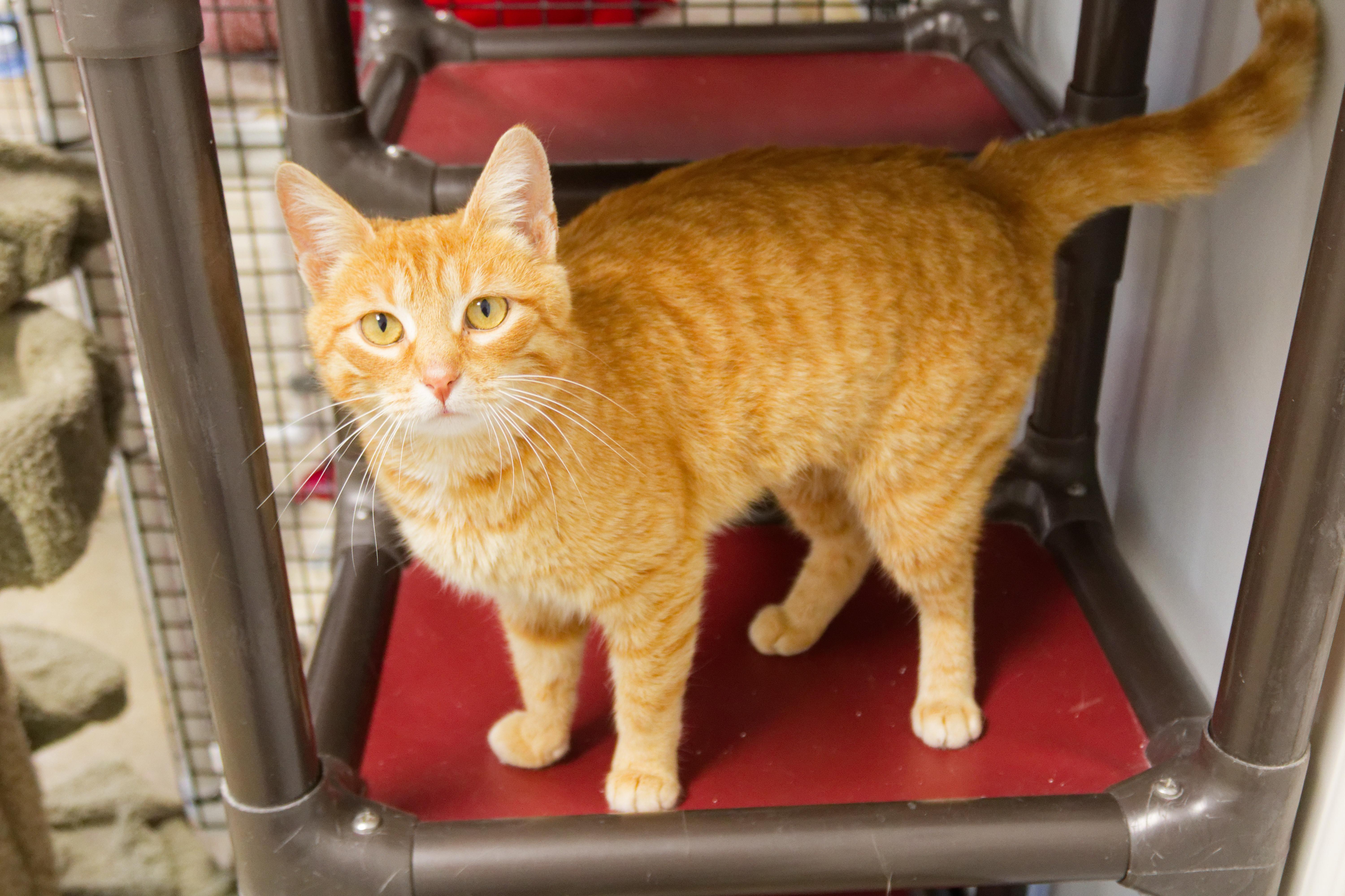 Enlarge Persuasian, a ADOPTABLE Domestic Short Hair in Urbana, OH image 2/6