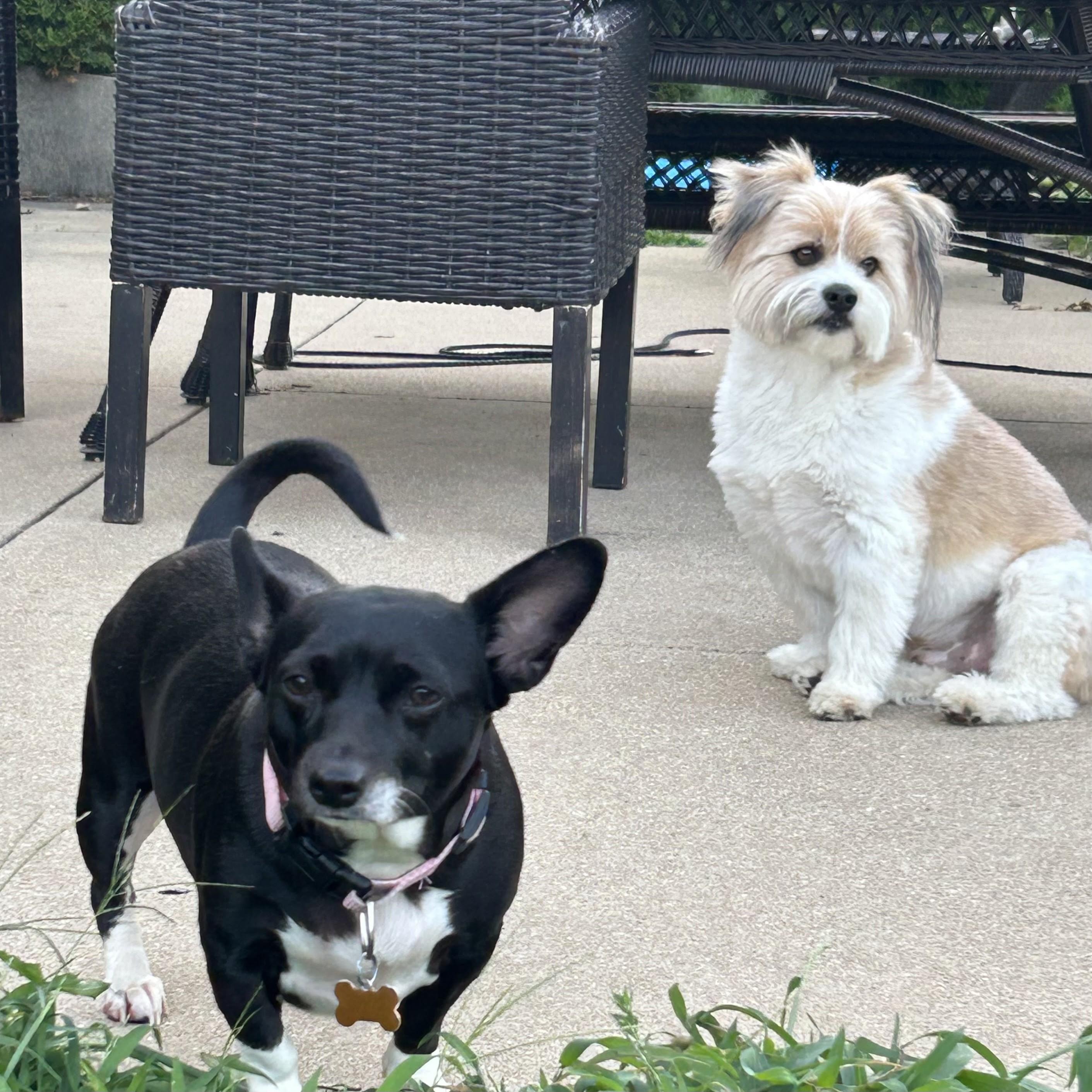 Enlarge Lila, a Adoptable mixed breed in Normal, IL image 6/6