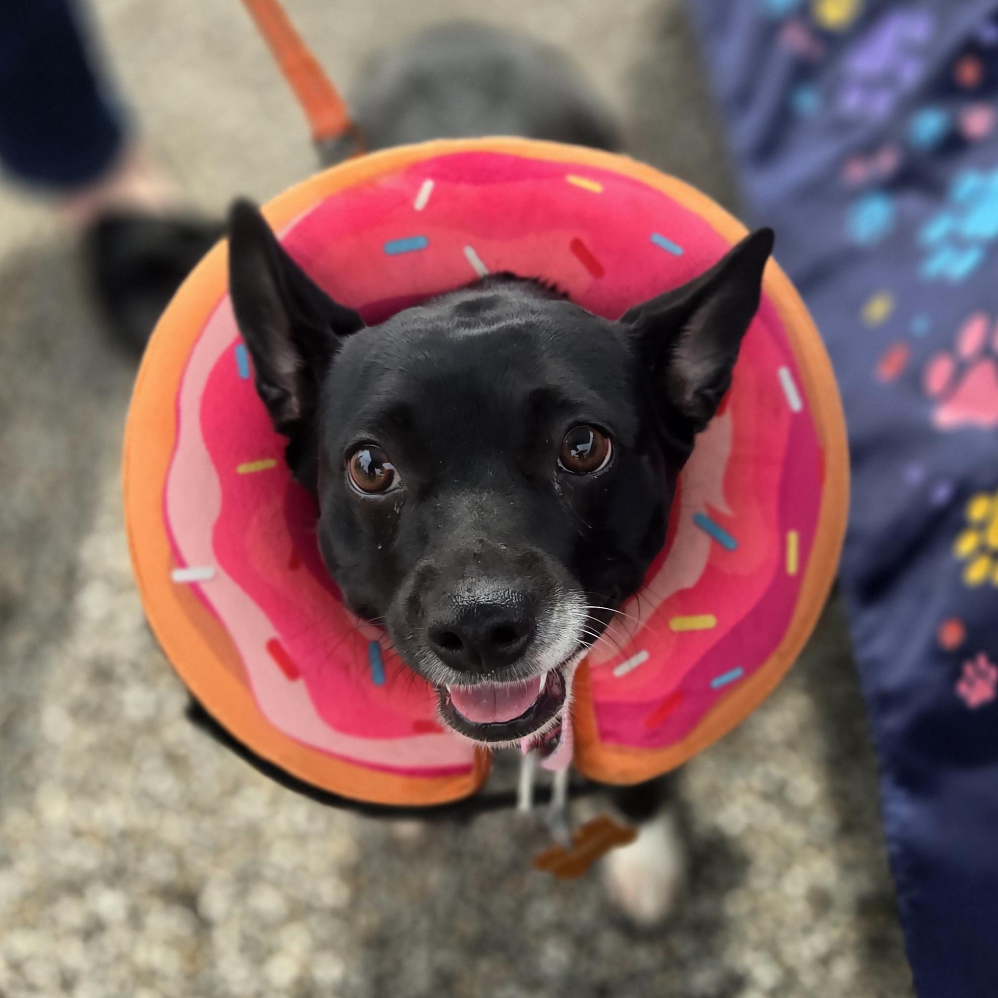 Enlarge Lila, a Adoptable mixed breed in Normal, IL image 3/6