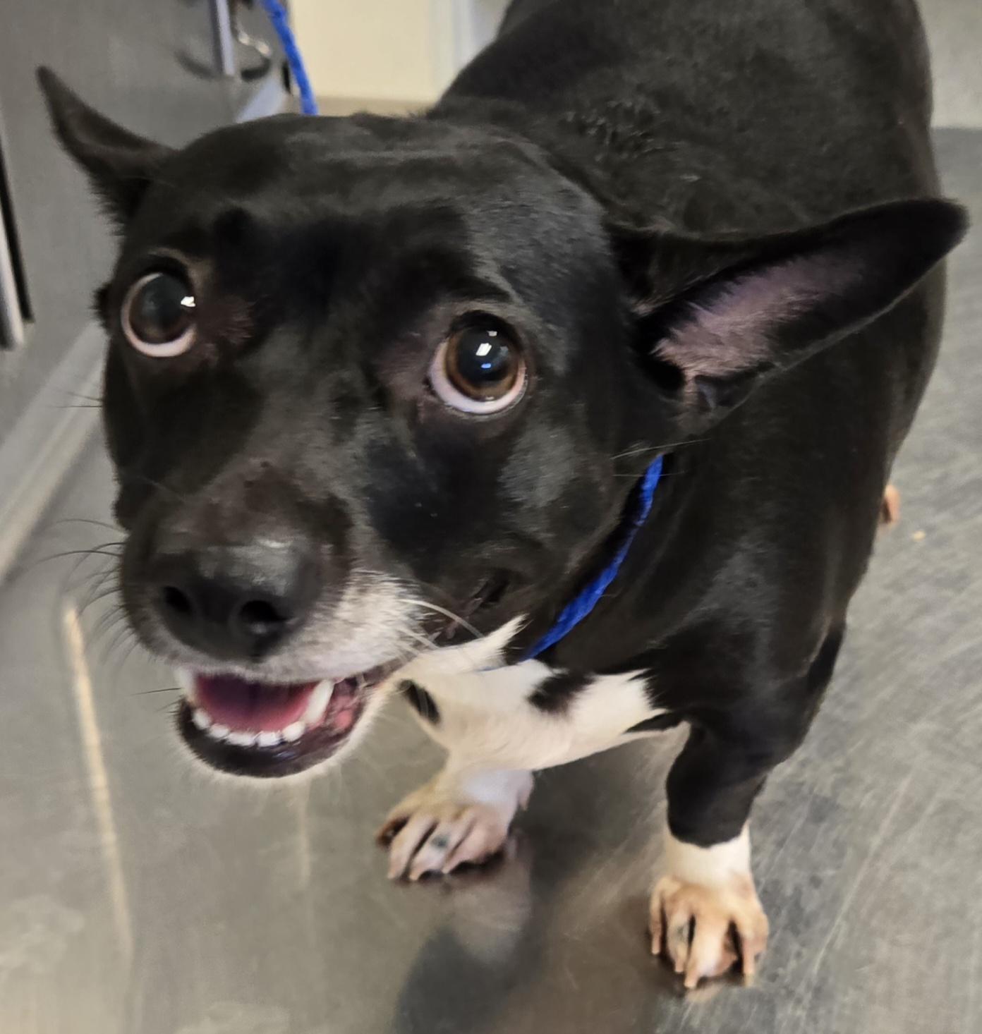 Enlarge Lila, a Adoptable mixed breed in Normal, IL image 2/6