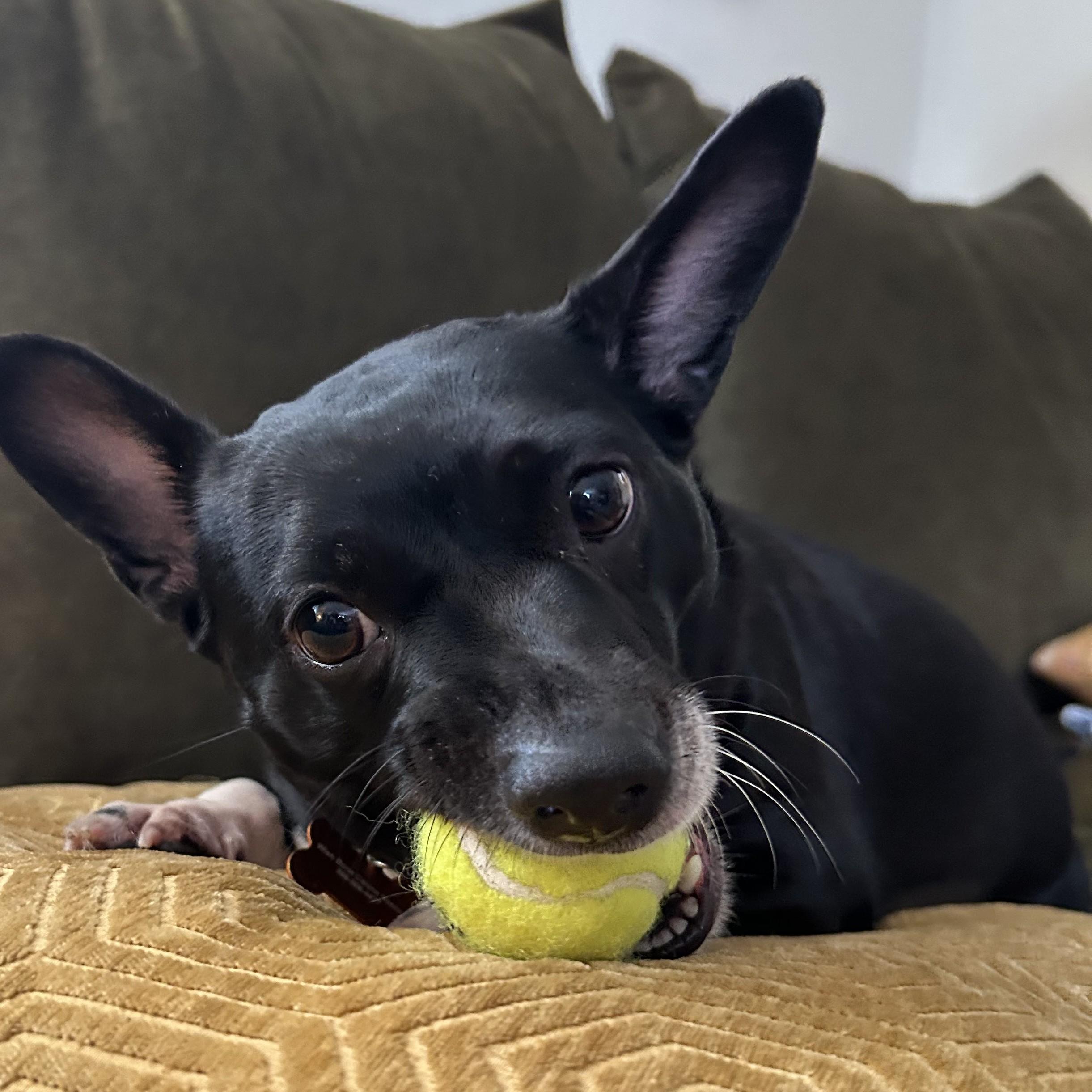 Enlarge Lila, a Adoptable mixed breed in Normal, IL image 4/6