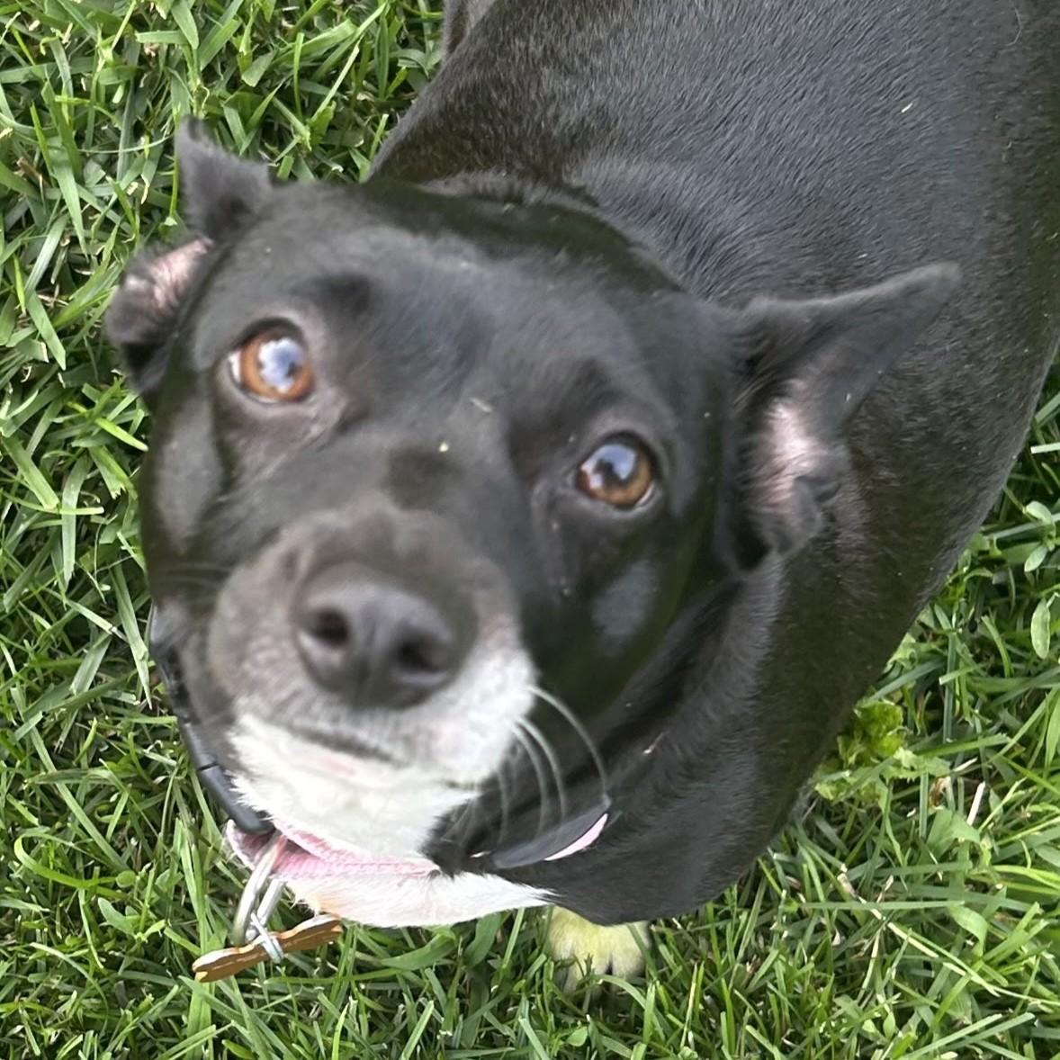 Lila, Adoptable, Adult Female Mixed Breed.