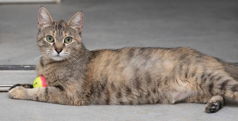 Enlarge Kitty, a other Domestic Short Hair in Creston, IA image 1/2