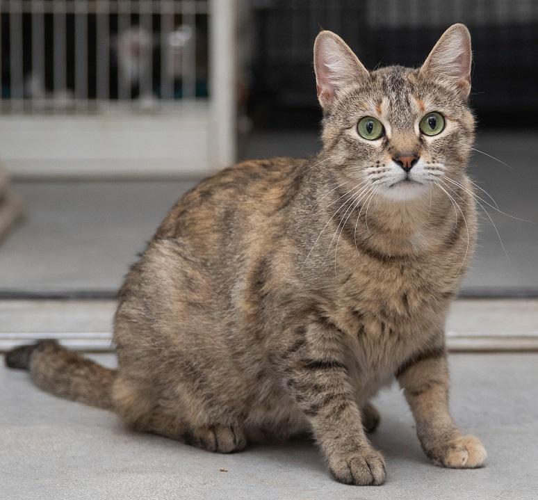 Enlarge Kitty, a other Domestic Short Hair in Creston, IA image 2/2