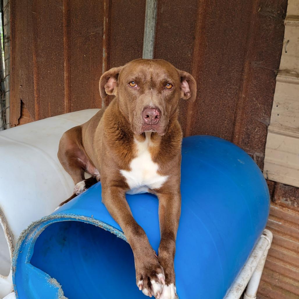 Enlarge Lamar, a Adoptable English Bulldog in Boaz, AL image 1/3