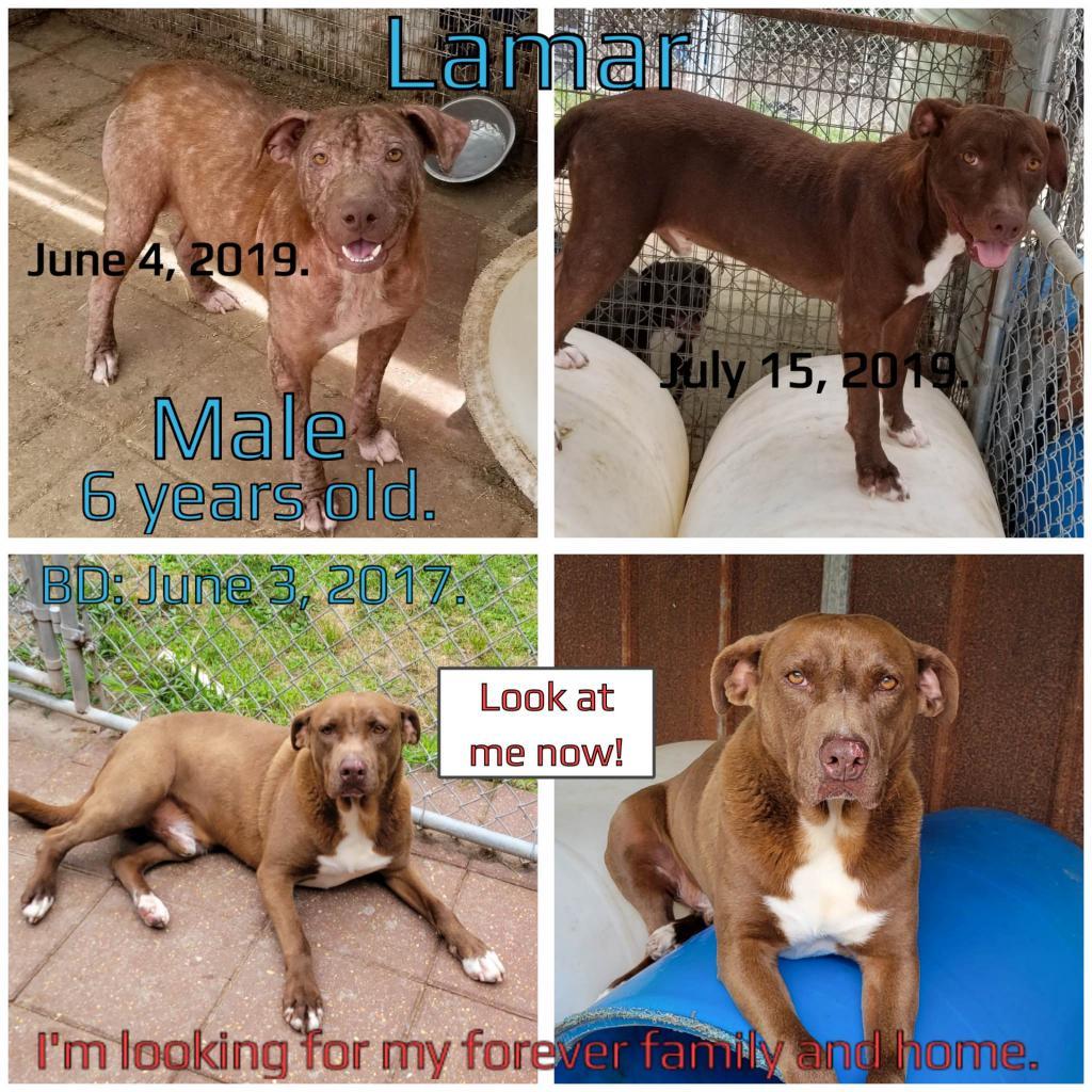Enlarge Lamar, a Adoptable English Bulldog in Boaz, AL image 2/3