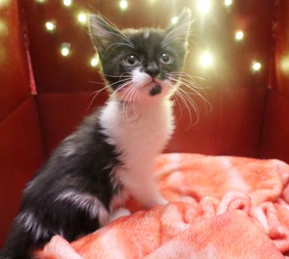 Oregano, Adoptable, Kitten Female Domestic Short Hair & Domestic Short Hair.