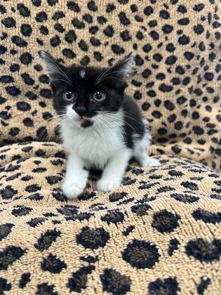 Enlarge Oregano, a Adoptable mixed breed in Longview, TX image 2/2