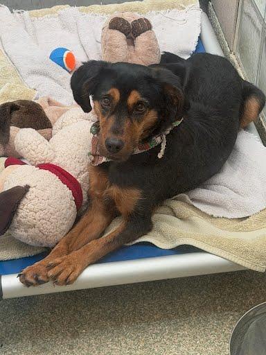 Enlarge Kobe, a Adoptable mixed breed in Washington, DC image 1/3