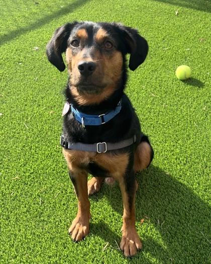 Enlarge Kobe, a Adoptable mixed breed in Washington, DC image 2/3