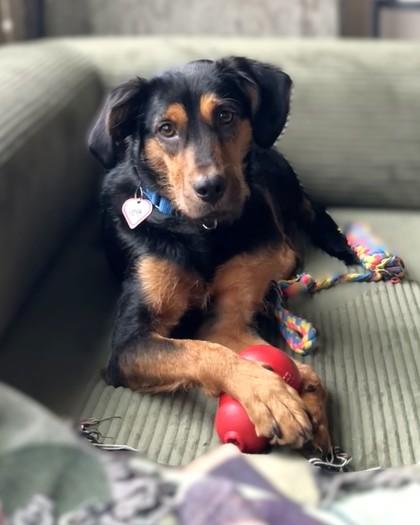 Enlarge Kobe, a Adoptable mixed breed in Washington, DC image 3/3