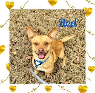 Enlarge Red, a ADOPTABLE mixed breed in Farmingdale, NY image 1/1