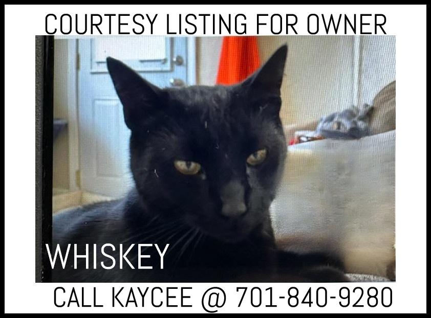 Enlarge Whiskey - COURTESY LISTING, a ADOPTABLE Domestic Short Hair in Valley City, ND image 1/1