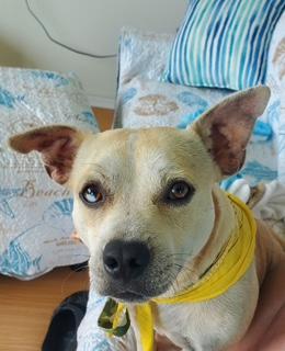 Enlarge Dale, a Adoptable mixed breed in Elk River, MN image 2/3