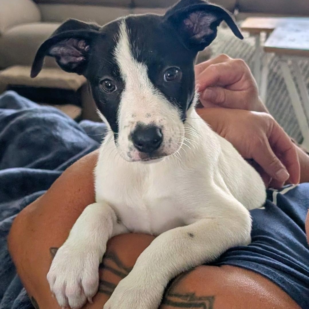 Enlarge Pickles, a ADOPTABLE mixed breed in Colonial Heights, VA image 1/1