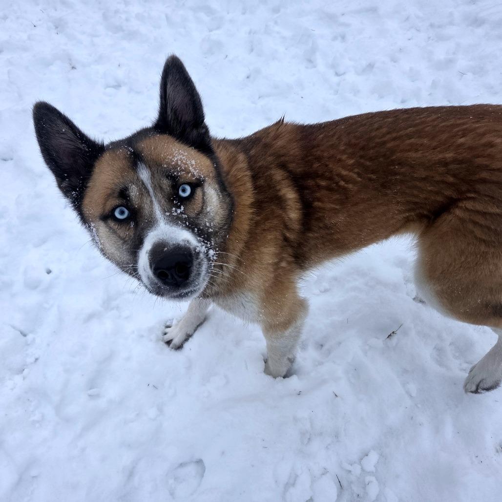 Jennie, Adoptable, Adult Female Husky.