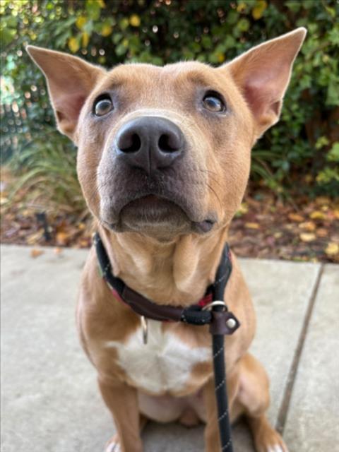 Enlarge BUTTERCUP, a Adoptable Pit Bull Terrier in Woodland, CA image 1/1