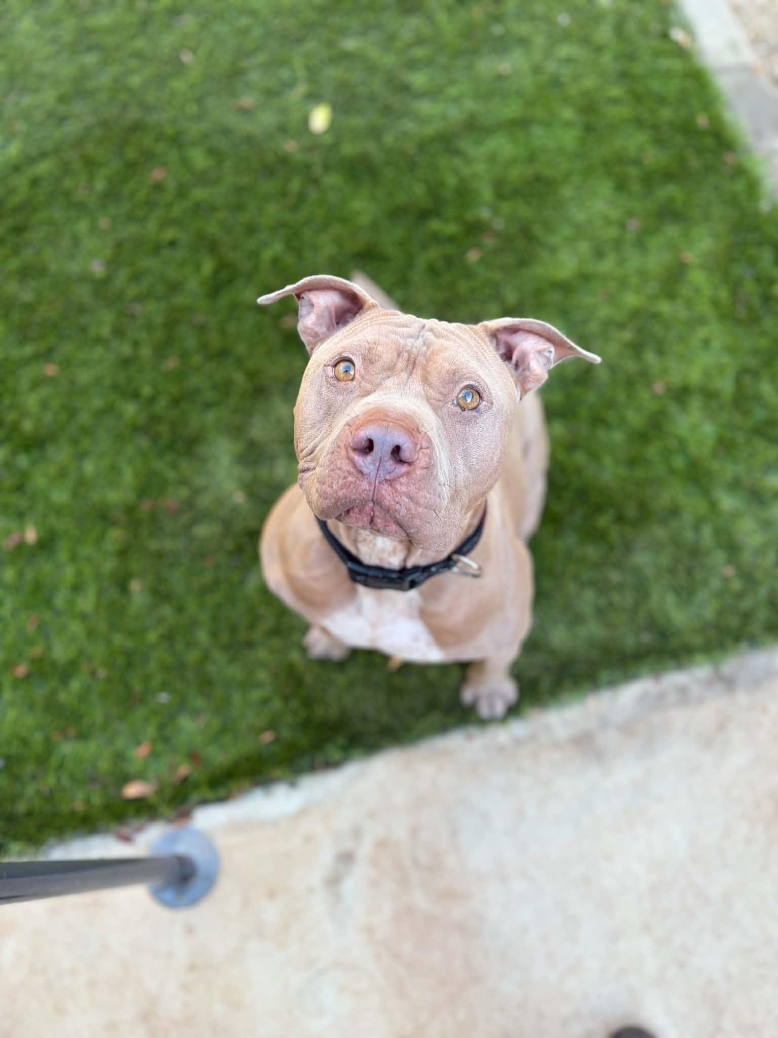 Rocky, Adoptable, Adult Male American Staffordshire Terrier.