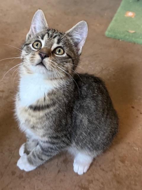CARNIE, Adoptable, Young Male Domestic Short Hair & Tabby.