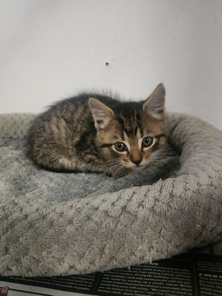 Enlarge CARNIE, a Adoptable mixed breed in Lexington, TN image 2/2