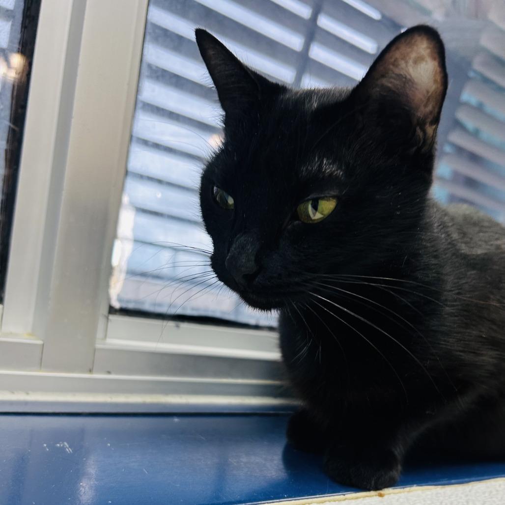Janet Leigh, Adoptable, Adult Female American Shorthair.