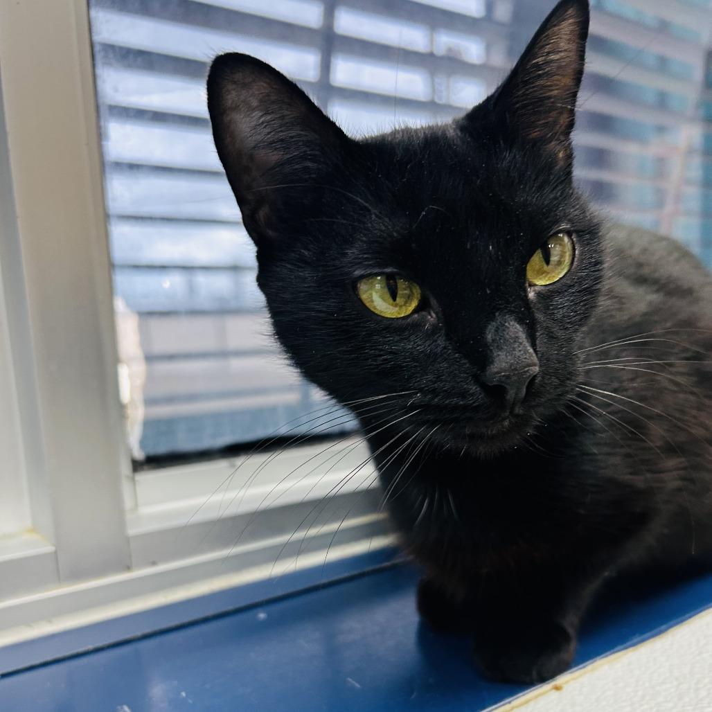 Janet Leigh, a Adoptable American Shorthair in Galveston, TX image 2/6