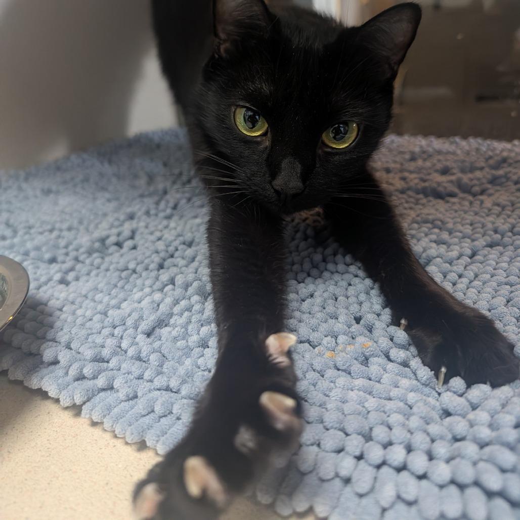 Janet Leigh, a Adoptable American Shorthair in Galveston, TX image 3/6