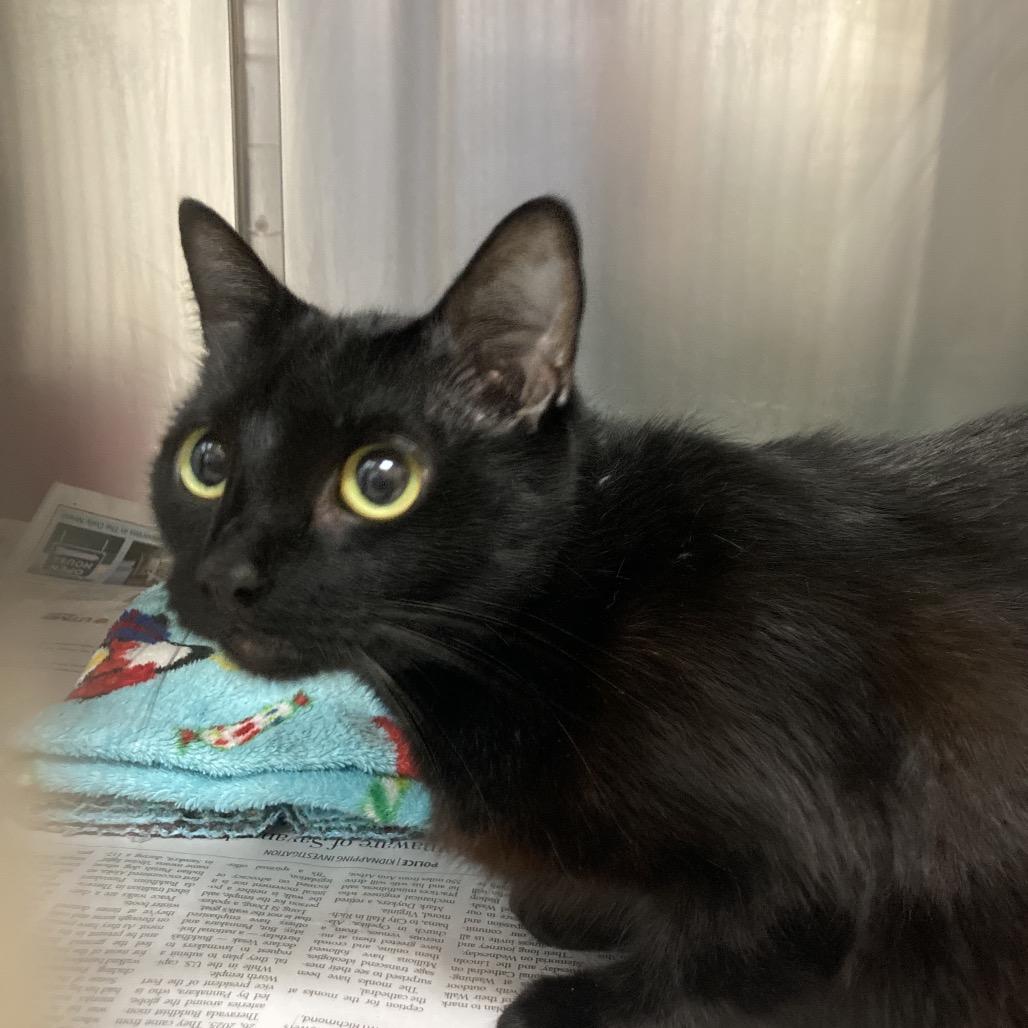 Janet Leigh, a Adoptable American Shorthair in Galveston, TX image 4/6