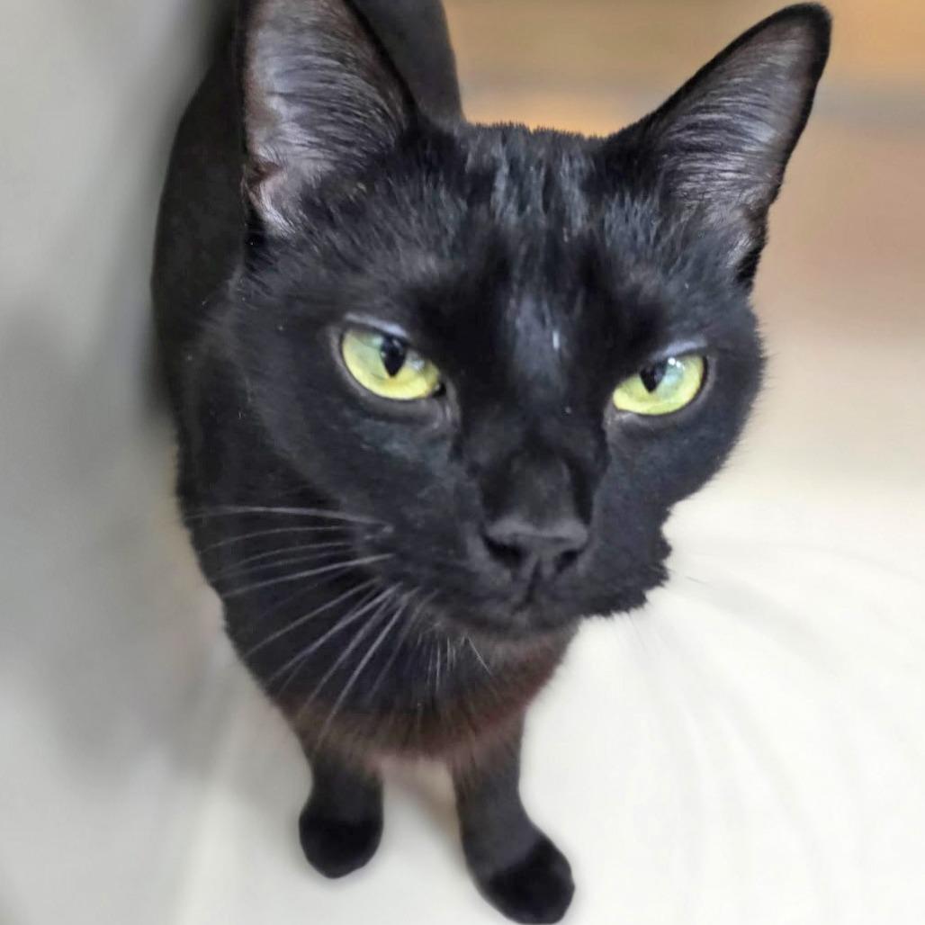 Janet Leigh, a Adoptable American Shorthair in Galveston, TX image 5/6