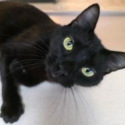 Janet Leigh, a Adoptable American Shorthair in Galveston, TX image 6/6