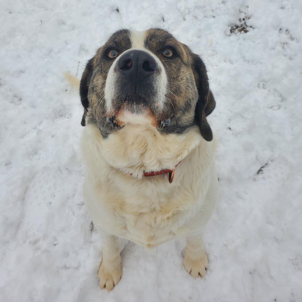 Enlarge Arctic, a Adoptable mixed breed in Springfield, MO image 1/6