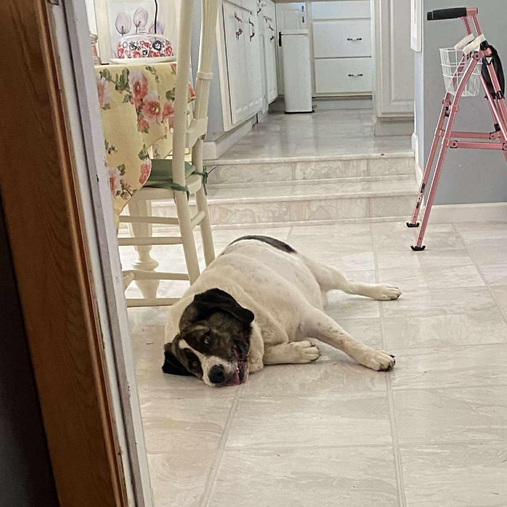 Arctic, Adoptable, Adult Male Akita & Great Pyrenees.