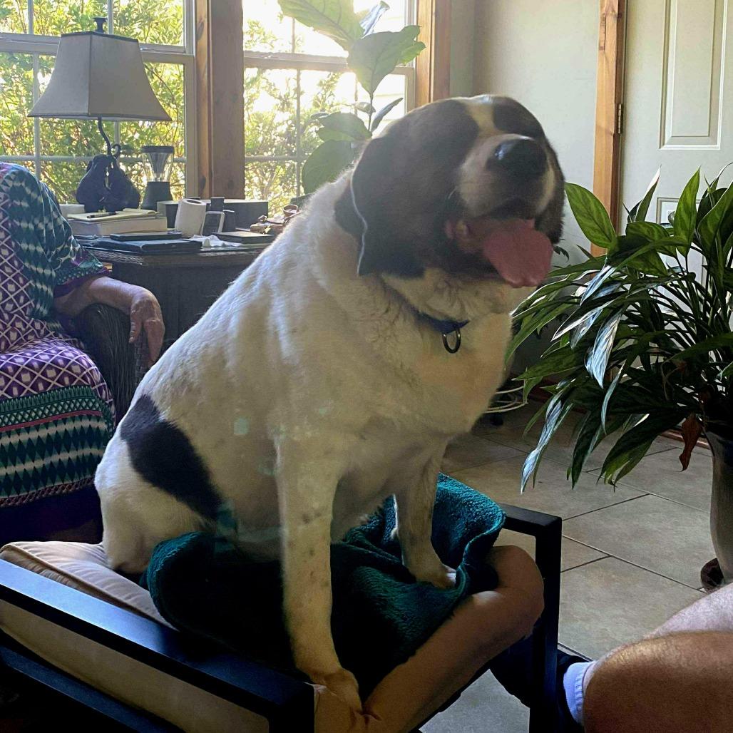 Enlarge Arctic, a Adoptable mixed breed in Springfield, MO image 2/6