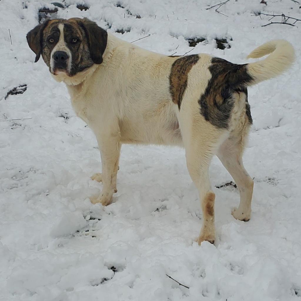 Enlarge Arctic, a Adoptable mixed breed in Springfield, MO image 3/6