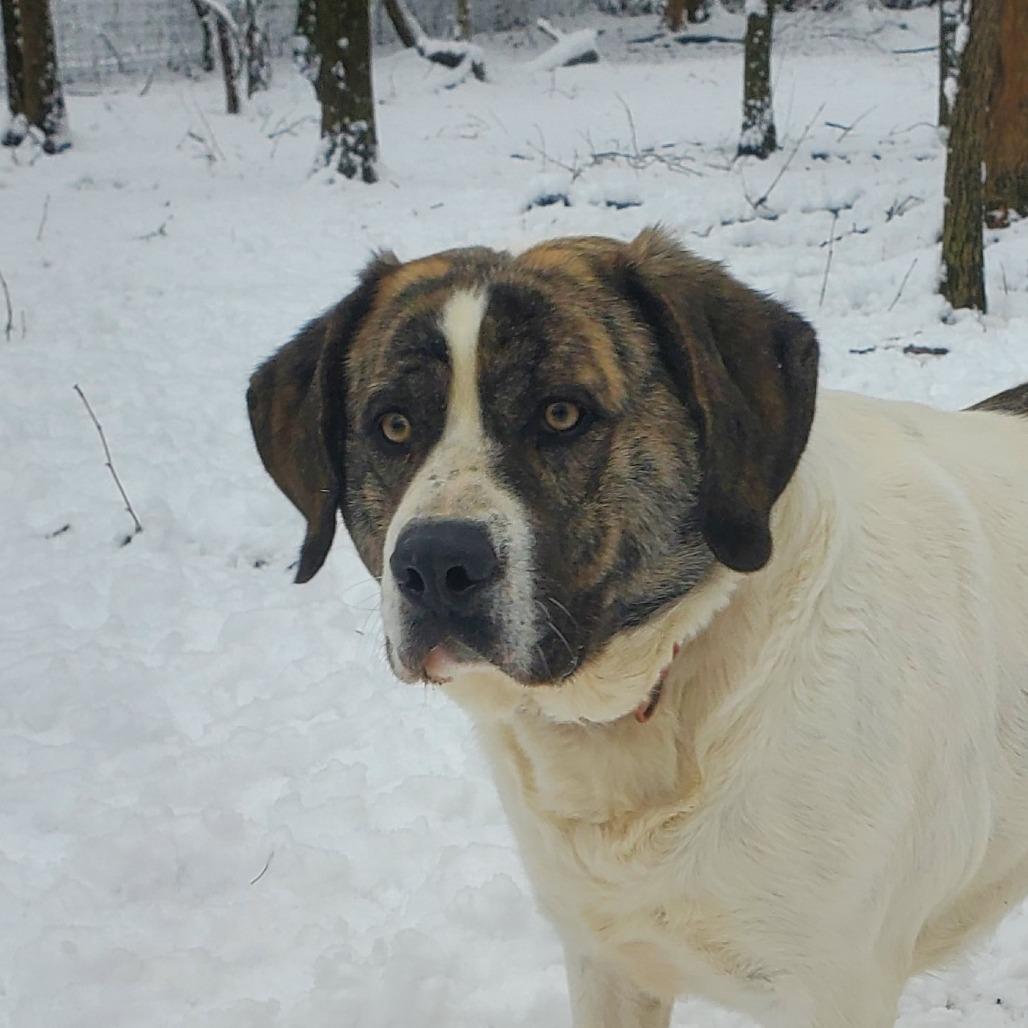 Enlarge Arctic, a Adoptable mixed breed in Springfield, MO image 4/6