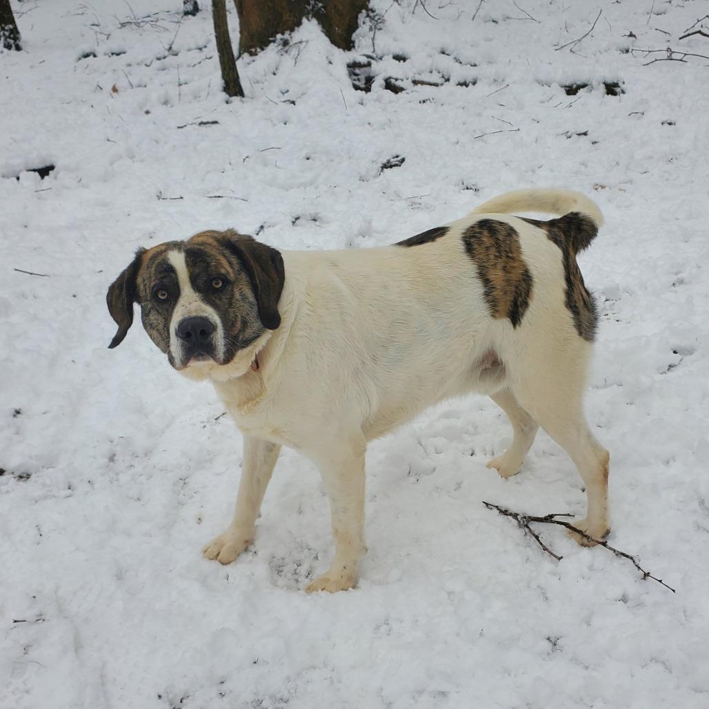 Enlarge Arctic, a Adoptable mixed breed in Springfield, MO image 6/6