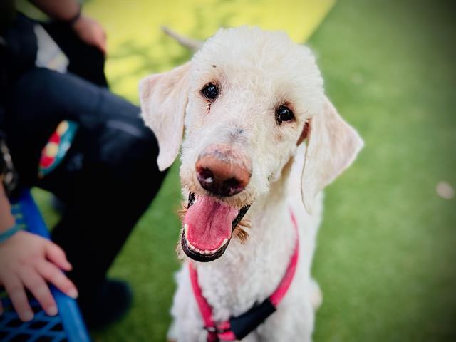 CHANCE, Adoptable, Adult Male Poodle.