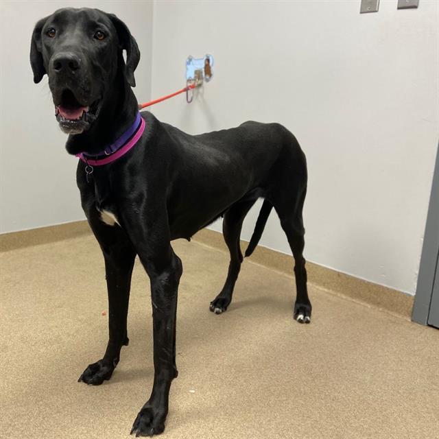 Enlarge NINA, a Adoptable Great Dane in Aurora, CO image 1/1
