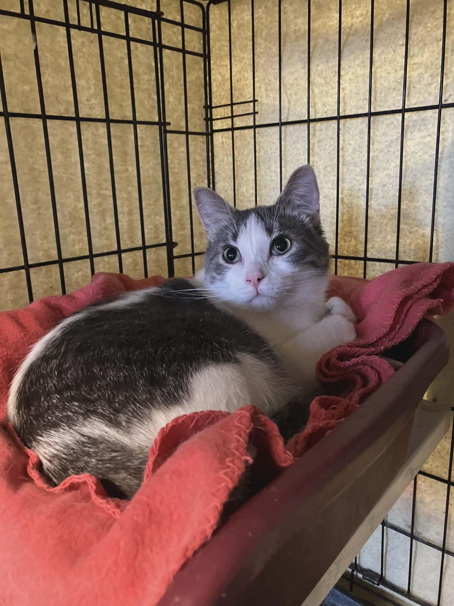 Enlarge Duncan, a ADOPTABLE Domestic Short Hair in Midland, MI image 1/1