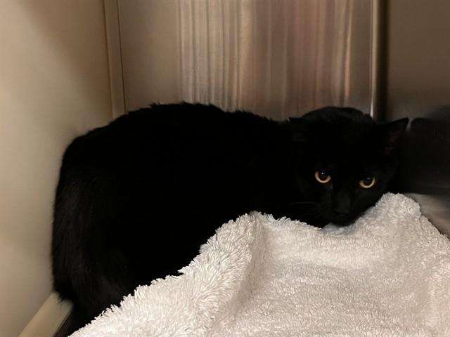 STELLA, Adoptable, Adult Female Domestic Short Hair.