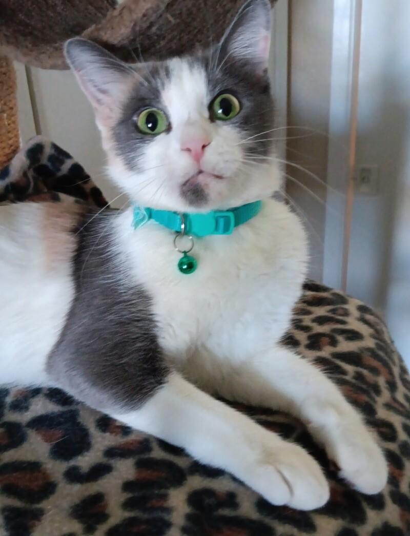 Taffy ♡, Adoptable, Young Female Calico.