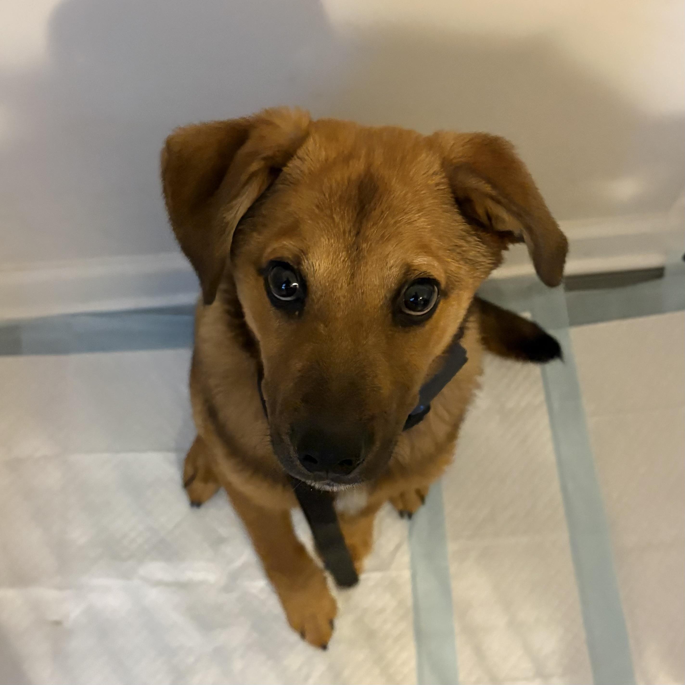 Enlarge Cranium, a Adoptable mixed breed in Washington, DC image 2/6
