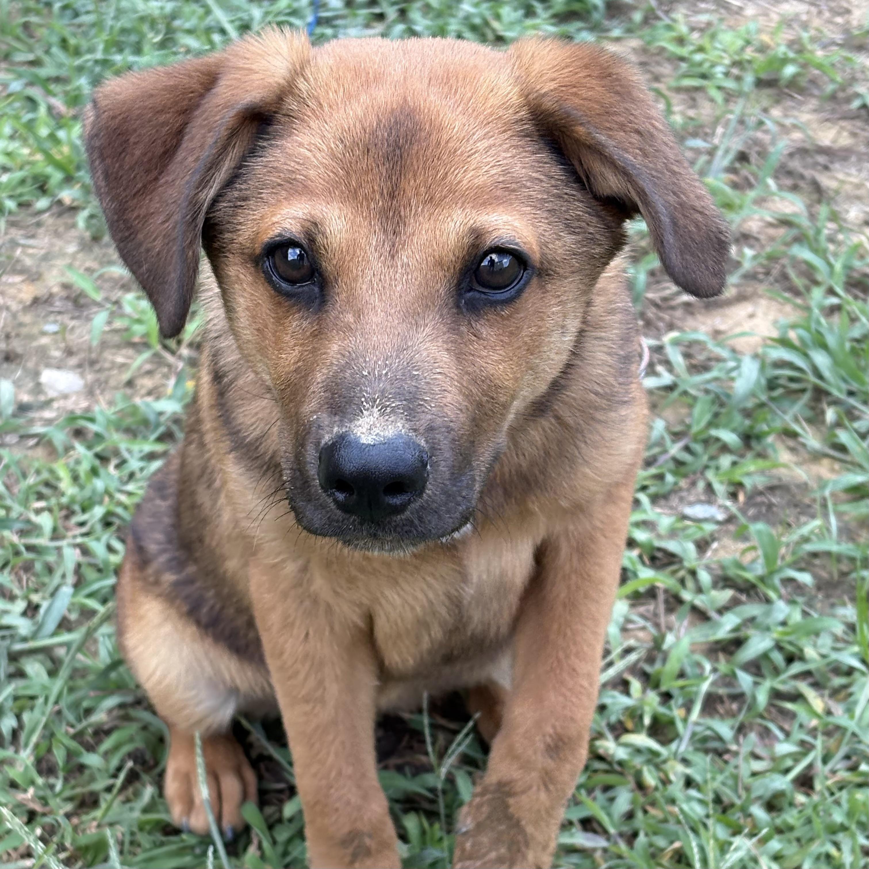 Enlarge Cranium, a Adoptable mixed breed in Washington, DC image 1/6