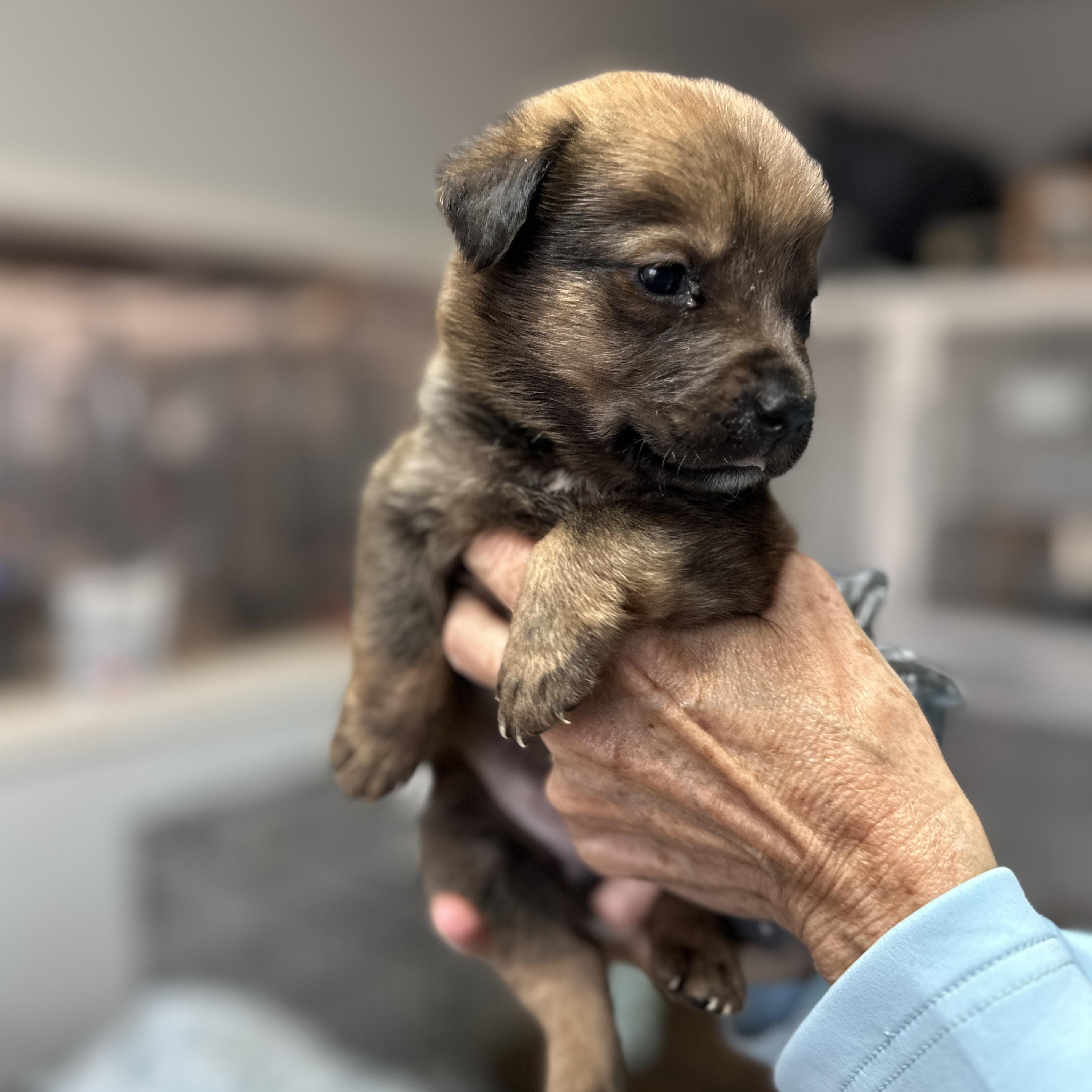 Enlarge Cranium, a Adoptable mixed breed in Washington, DC image 4/6